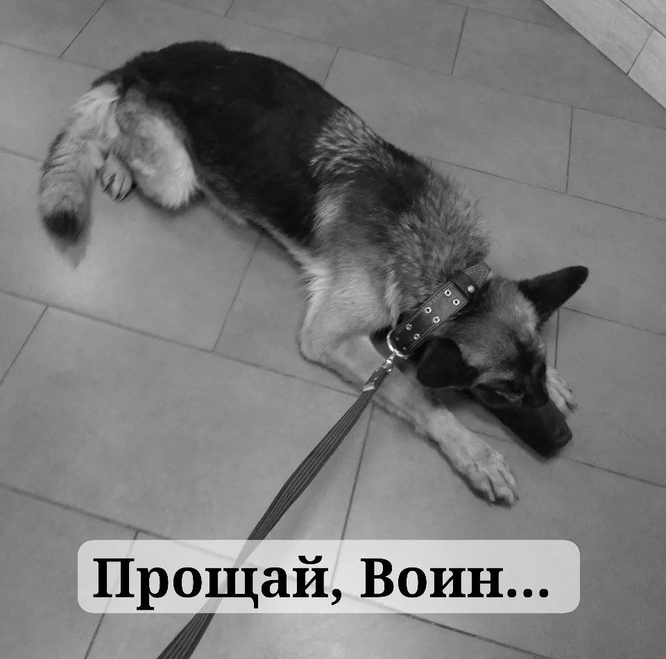 Друзья, рентген показал, что у нашего Воина внутри все раздуто.... ЖКТ очень в тяжелом ...