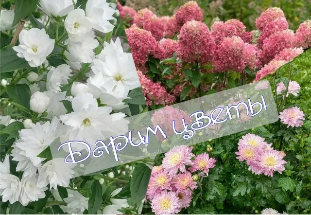 Дарим цветы подписчикам! Запускаем наш цветочный конкурс!