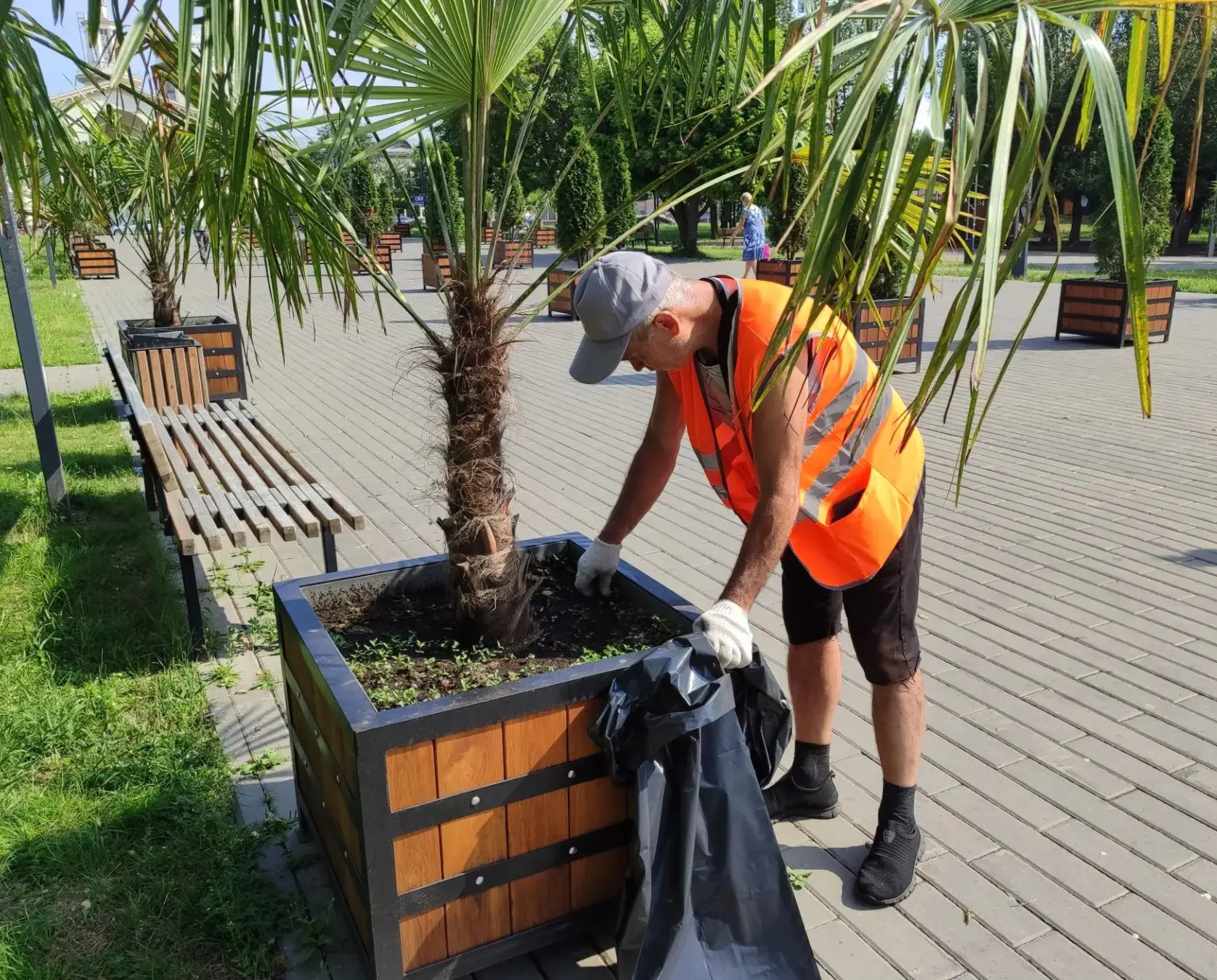Уход за пальмами и туями 🌴🌳

Иногда нам задают вопрос: «А вы ухаживаете за экзотическими растениям
