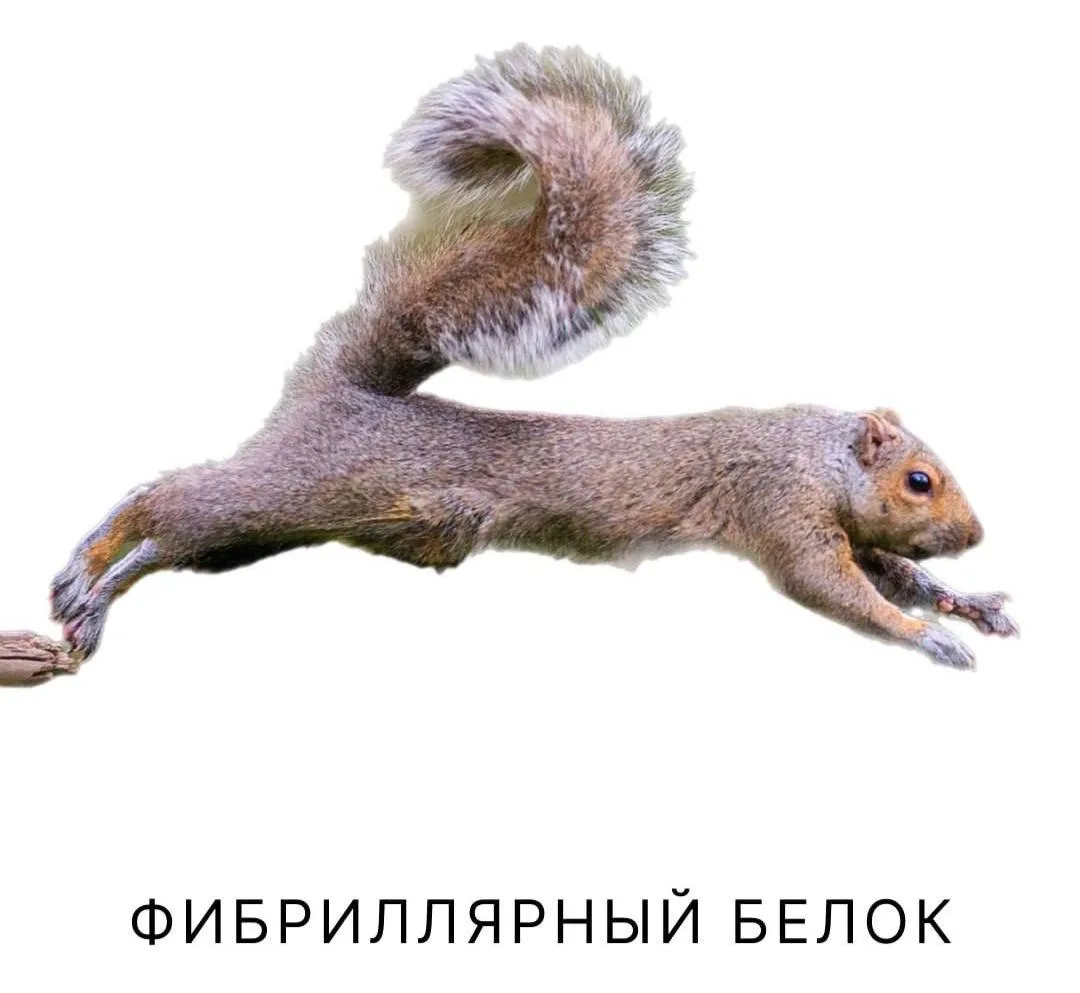 Сегодня в программе Биофака — белки🐿