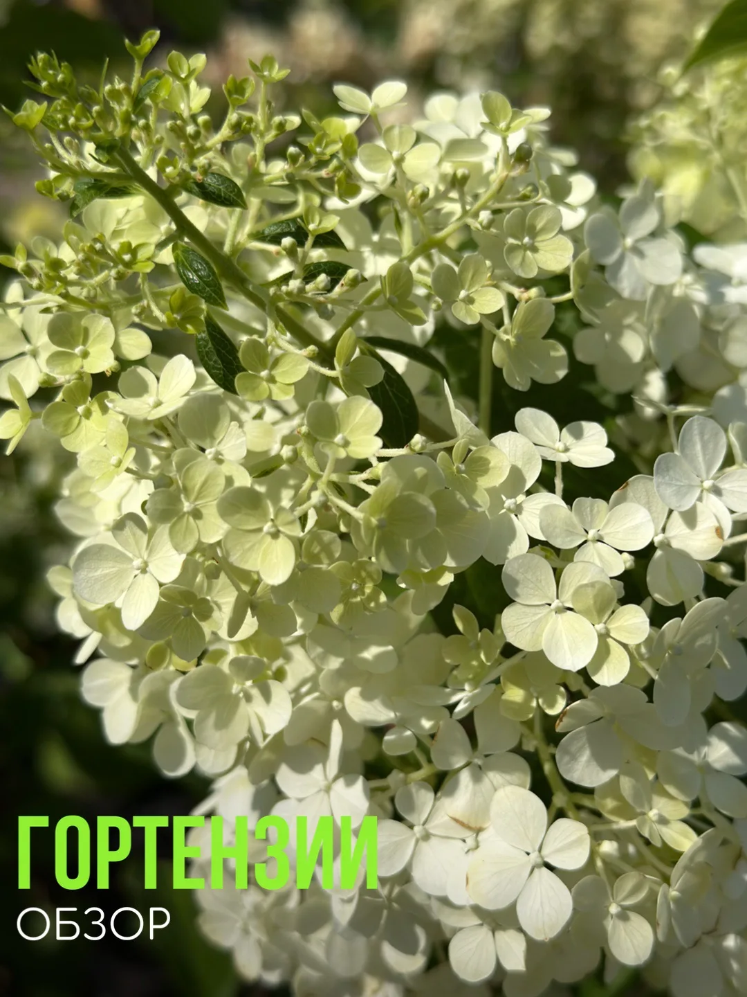 В наличии ТОПовые сорта👇👇👇
⠀
🌸Гортензия метельчатая 
✔️Little Spooky -1500, 3500
✔️ Polestar - 3
