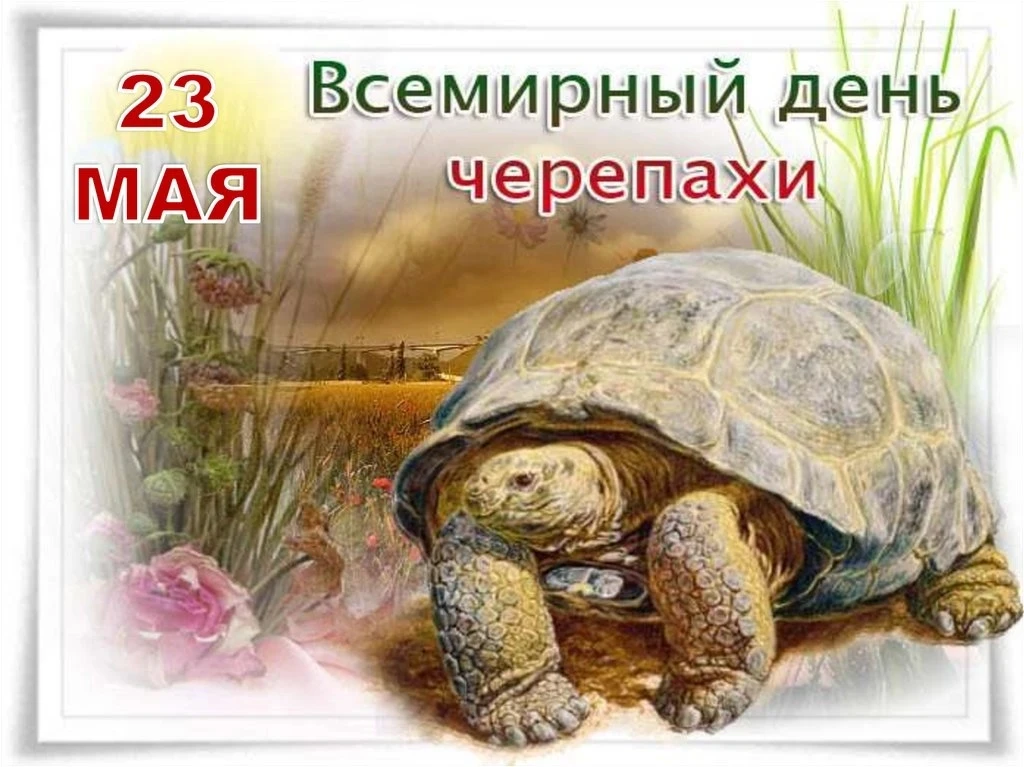 🐢23 мая — Всемирный день черепахи.