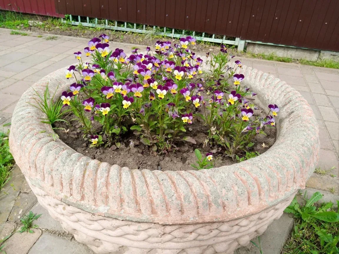 Доброе утро!  Сегодня +20...+25⛅️, во второй половине дня возможен кратковременный дождь.   Хорошего