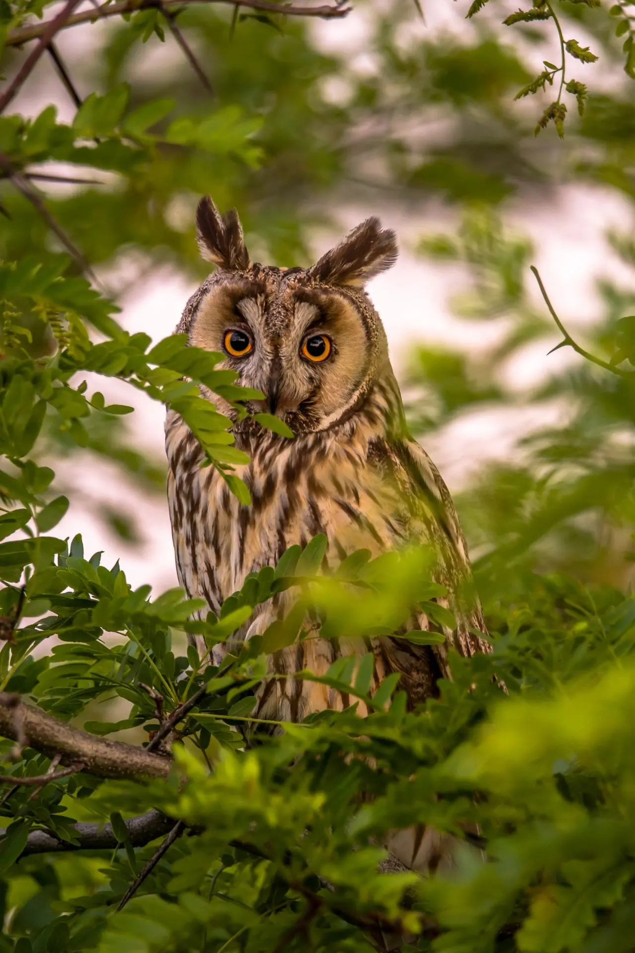 Доброе утро! 🦉