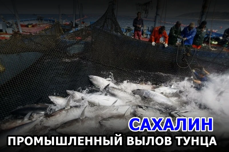 🐟 На Сахалине официально разрешили промышленный вылов тунца
