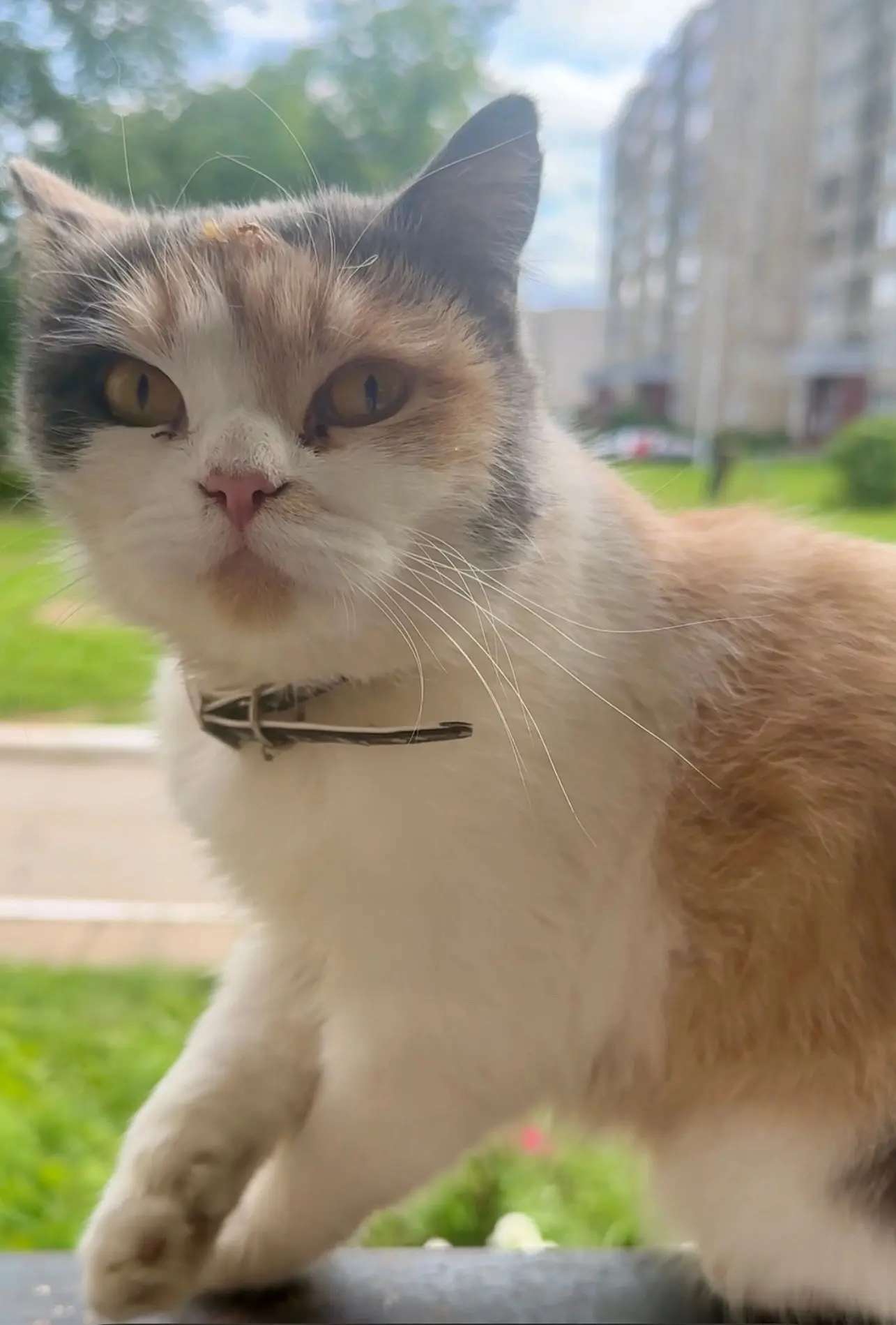 ❗️❗️🆘 ❗️❗️🆘 ИЩУ КОШКУ❗️❗️🆘❗️❗️🆘❗️