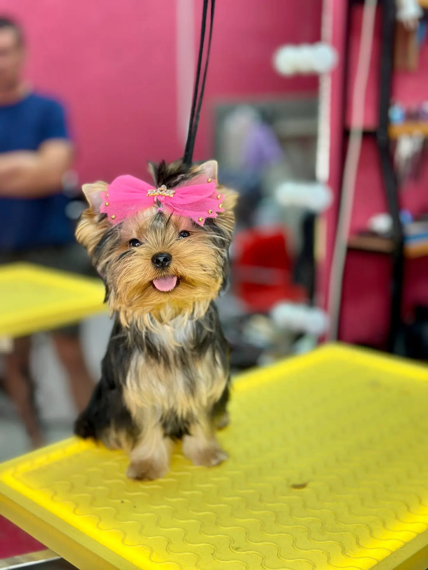 🐶 Почему не стоит стричь собаку дома — объясняем коротко и по делу.