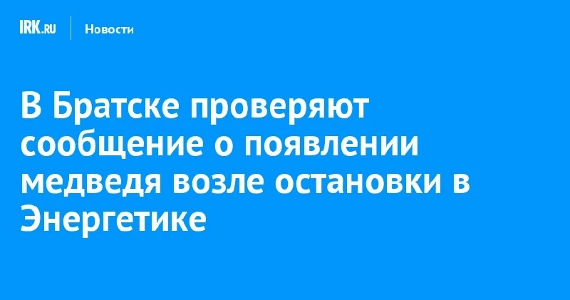 В Братске проверяют сообщение о медведе у остановки в Энергетике 🐻