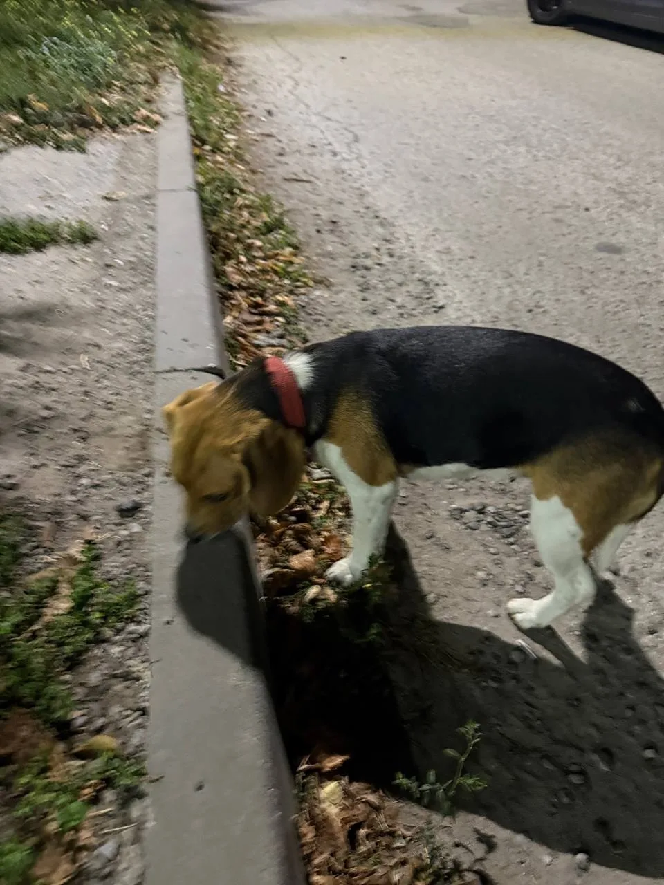 🐕 Увидел чью-то собаку, адрес Смирновский 137