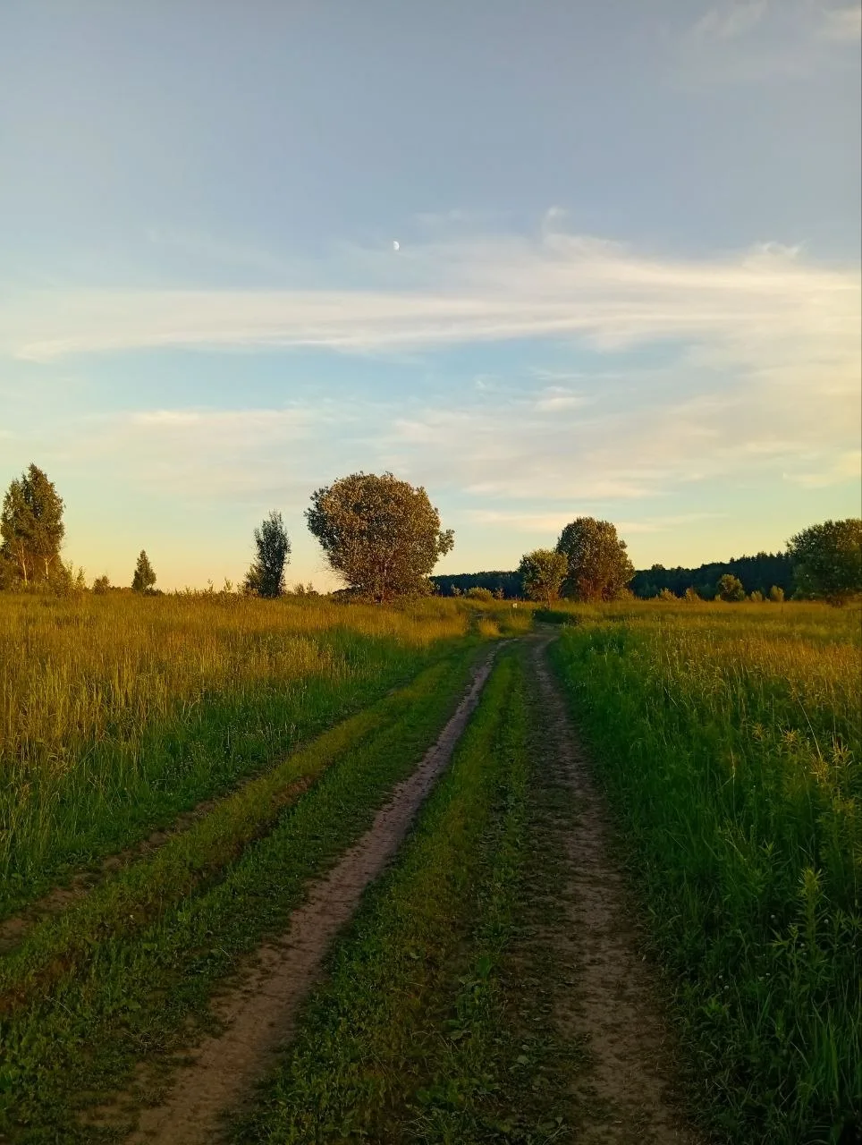 Лето. Август. Солнце светит. И игривый ветерок в поле нежно колыхает стебли трав среди ...