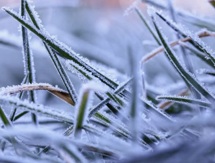 ❄️ В Татарстане объявили режим ЧС из-за заморозков