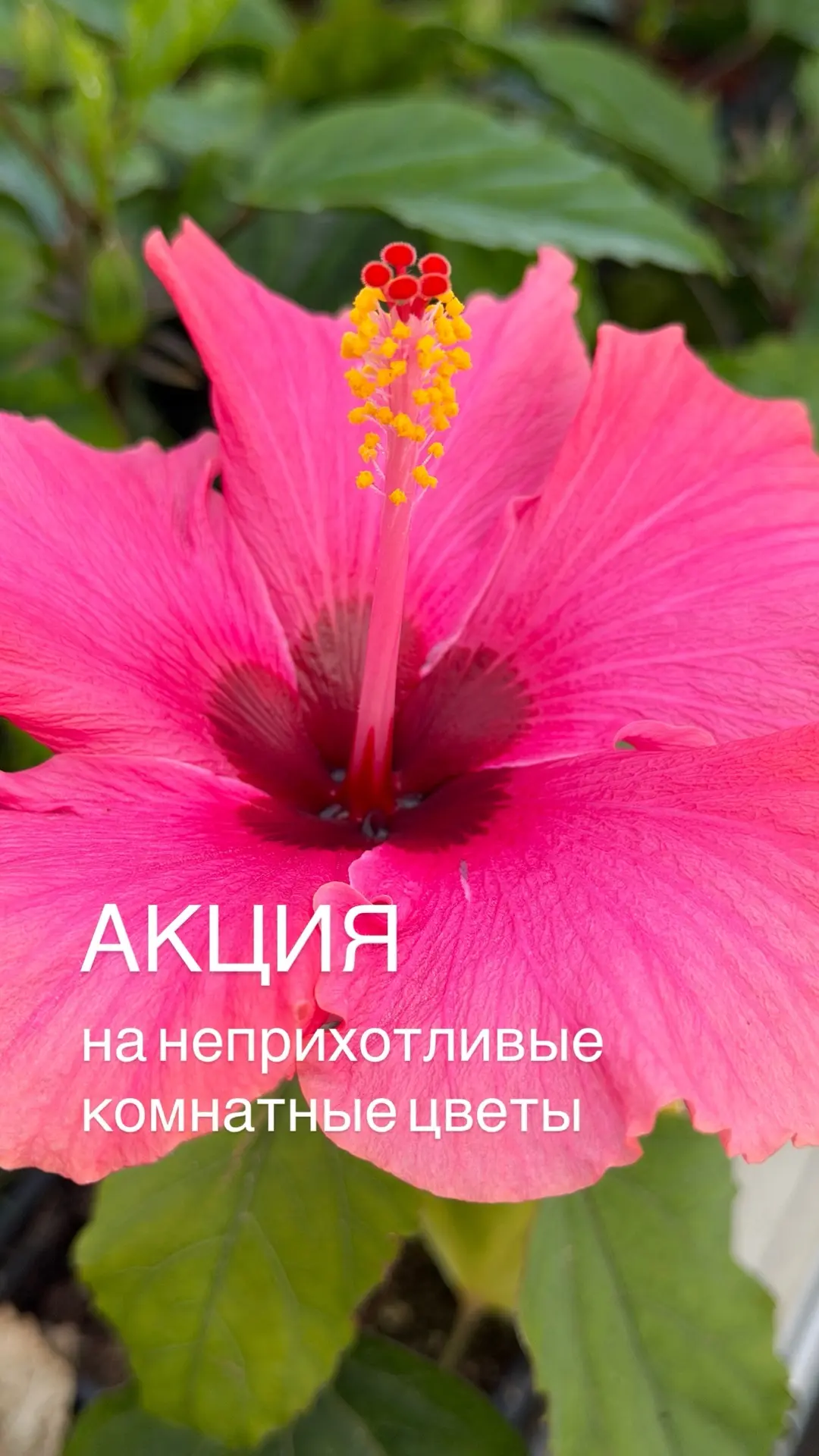 Топ 5 неприхотливых комнатных растений по выгодной цене!