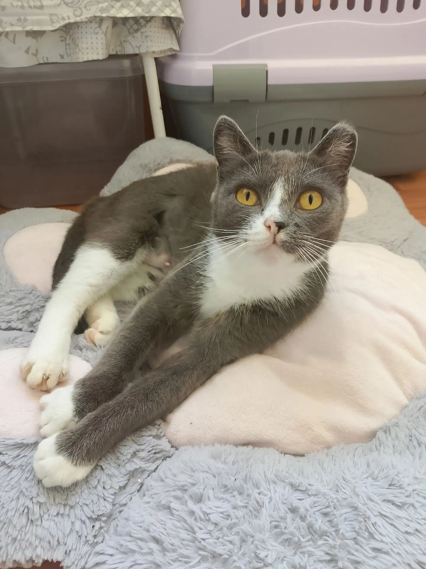Ищем дом и ответственных хозяев для молодой кошечки Нюши🐱Спасена с улицы. Возраст окол...