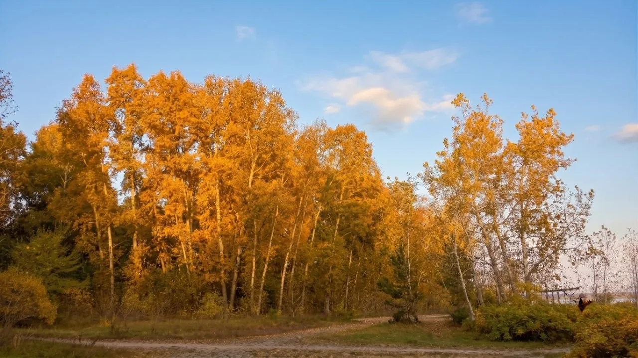🍂 Золотая осень в Новосибирске