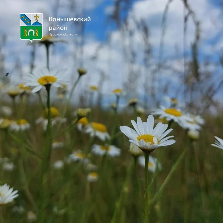 Доброе утро!🌼
Сегодня облачно с прояснениями.  Днем кратковременные дожди, местами грозы. Ветер юго