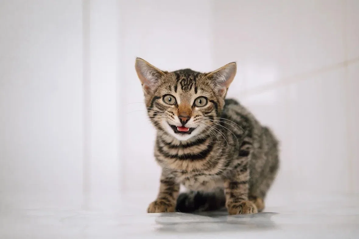 Полосатое счастье ищет дом 🐾