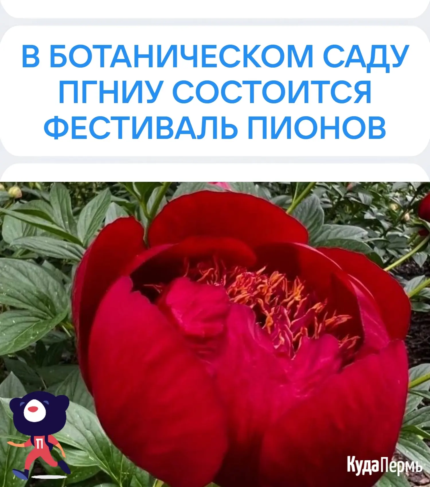 В Ботаническом саду ПГНИУ состоится Фестиваль пионов! 🌸
⠀⠀
 16 и 17 июня гости смогут насладиться в