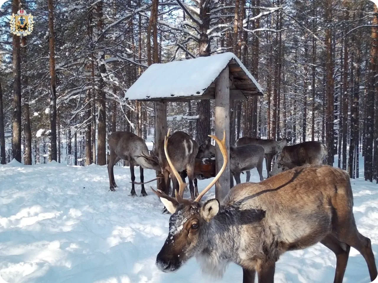 В Поморье изучают животных с помощью фотоловушек.  С наступлением весны специалисты продолжают анали