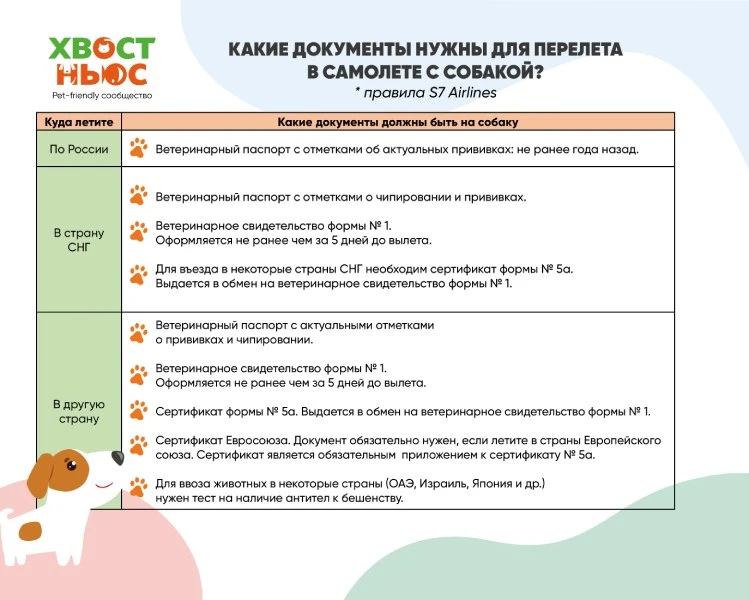 «Меркурий» — это не страшно: гайд по ветеринарным документам для вашего питомца 🐾

Разбираться в го