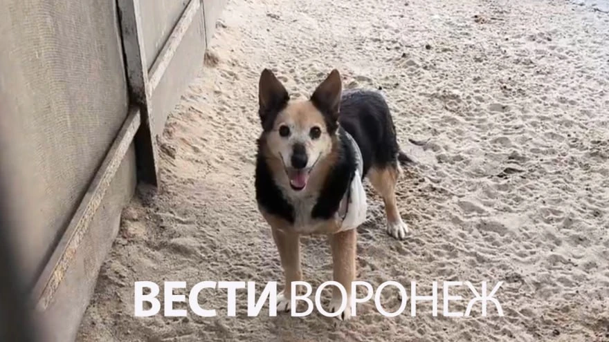 🙏Собака, которая пострадала при атаке БПЛА, пошла на поправку