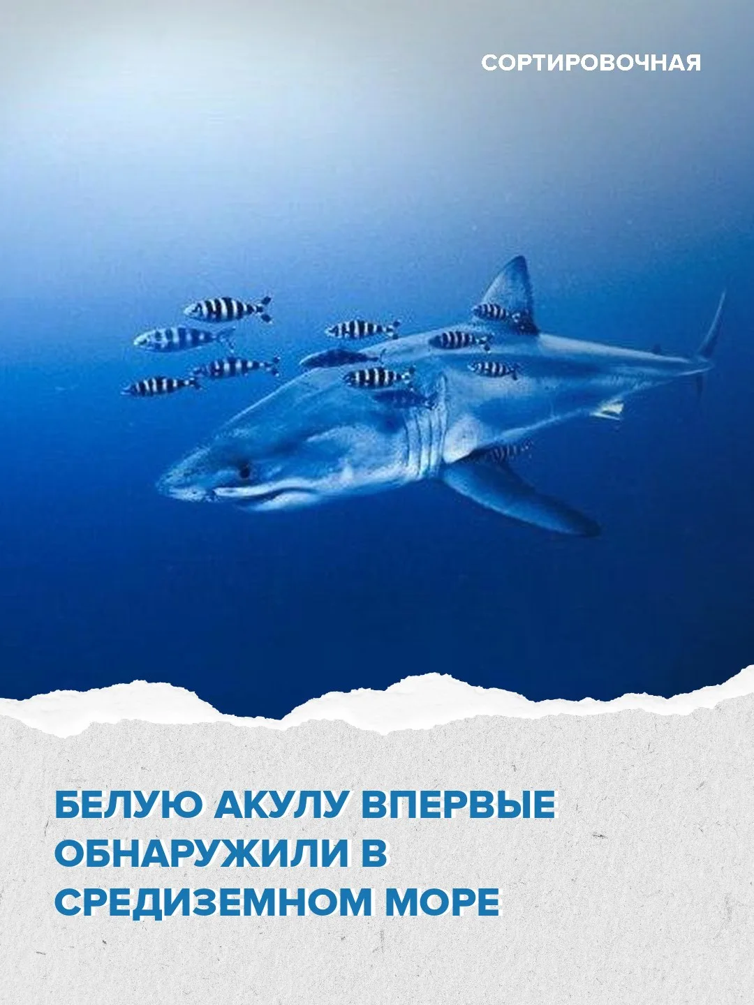 👀 Во время экологической акции по уборке сетей в Средиземном море дайверы встретили акулу
