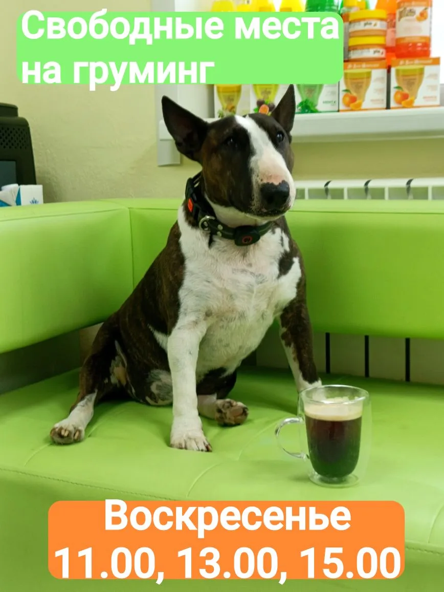 🐾 **Приглашаем ваших любимцев на профессиональный груминг в наш зоосалон ТИЦИАН!**