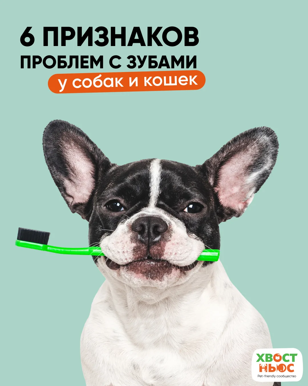 А вы замечали, как пахнет из пасти вашей собаки?