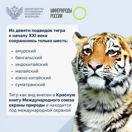 Тигр: 7 фактов, которые вас удивят

Сегодня поговорим о самой большой кошке на планете. Тигры — это 