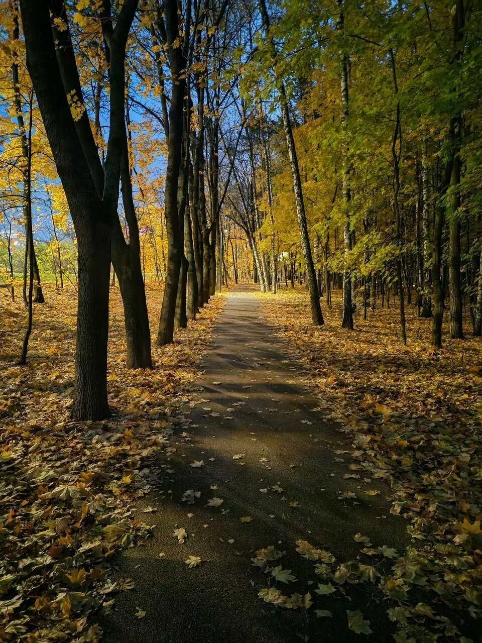 Уже совсем скоро будем гулять по такой осенней Всехсвятской роще 🍂