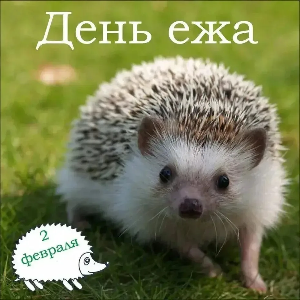 ДЕНЬ ЕЖА 🦔
Сегодня в младшей группе
прошёл необычный тематический день– День ежа, который отмечаетс
