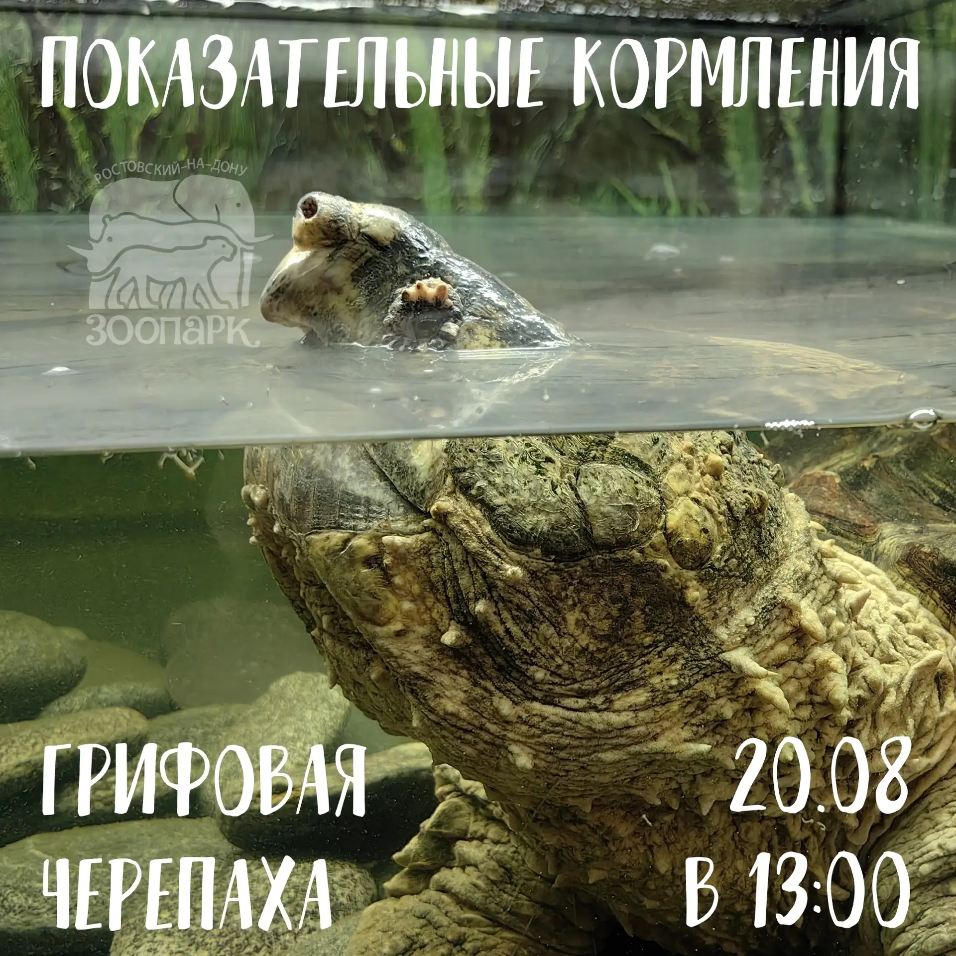 🐢 Грифовая черепаха - самая крупная пресноводная черепаха в мире, но далеко не растите...