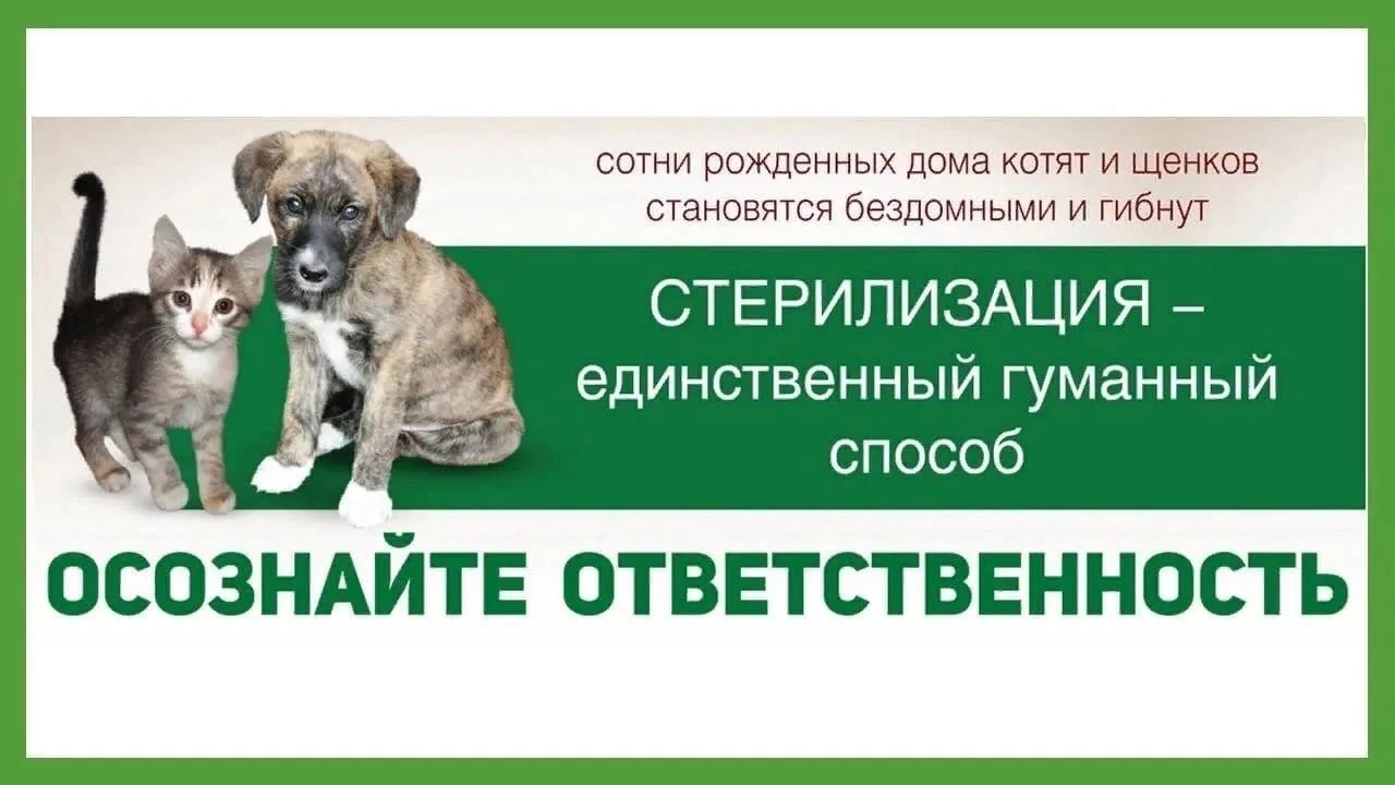 Стерилизация животных —социальная необходимость!