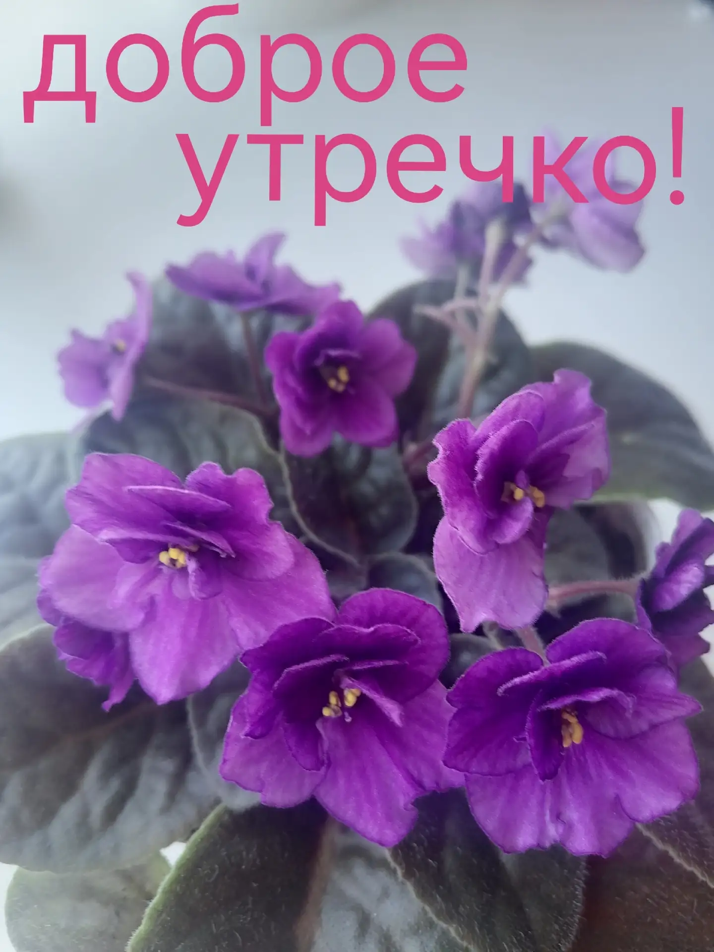 Пусть это утро начинается с нежности и красоты! 💜 Желаем вам прекрасного дня, хорошего...