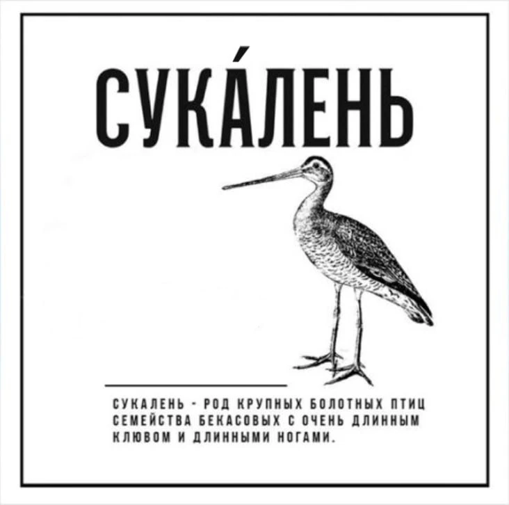 "Сукалень" - это не наше состояние в пятницу днём, а птичка такая. 
Другое название - веретенник. 

