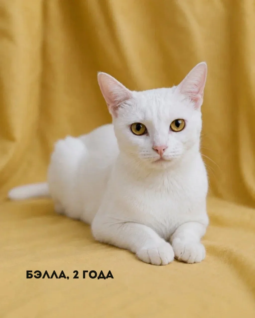 Завтра на фестивале - кошачий отряд! 🐱
