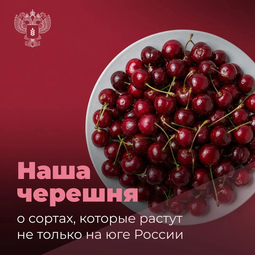 🍒 Черешня с российским характером