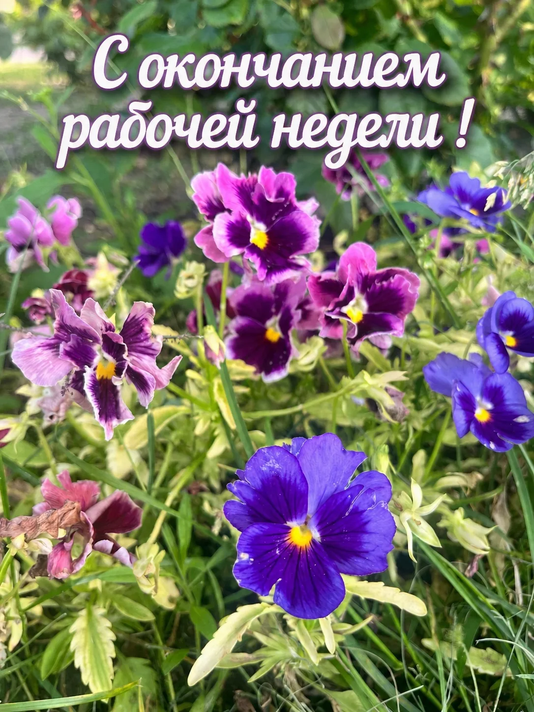 🌼✨