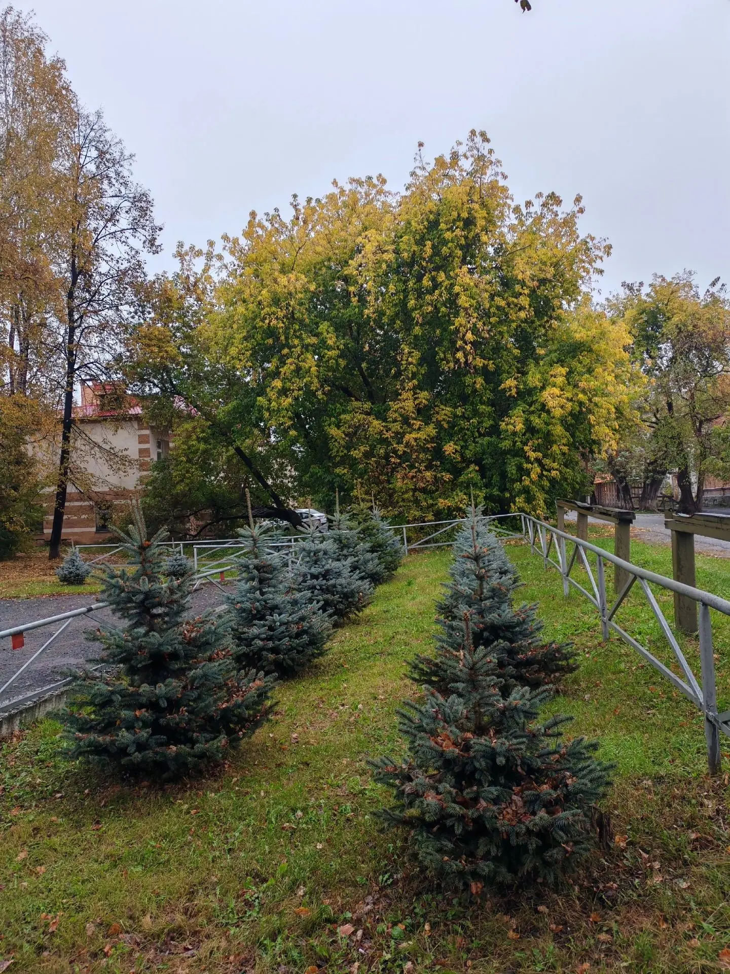 У пожарной части в Ирбите — целая аллея ёлочек! 🌲🌲🌲 Вот бы все организации так ответ...