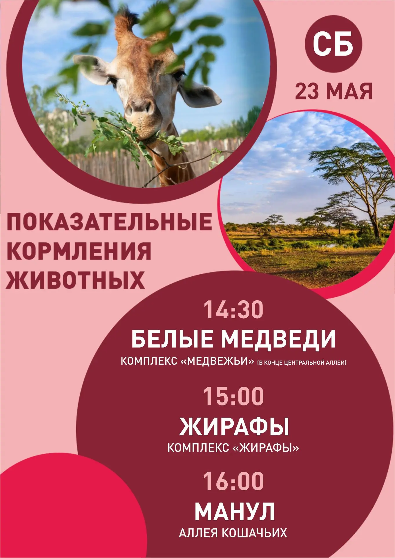 Публикуем расписание показательных кормлений в выходные. А в воскресенье, 24 мая - приг...