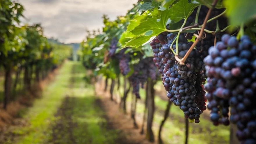 🍷 Изысканный тур для ценителей

🍇 Виноделие на территории России имеет историю долгую историю. Ещё