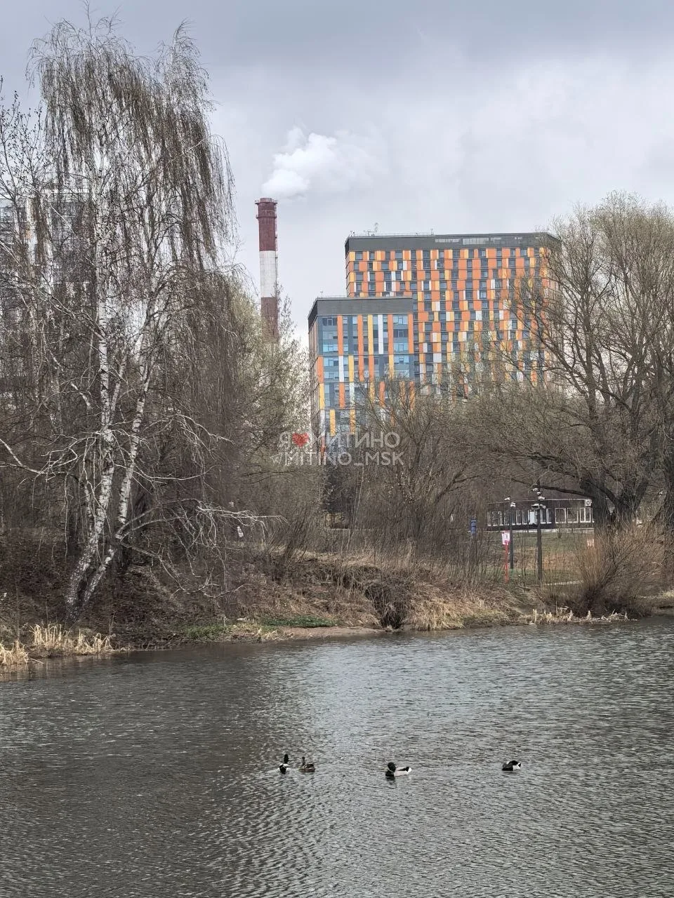 🦅 Митино: мечта орнитолога  📍Ландшафтный парк "Митино" ❓Каких ещё птиц встречали в парке?   Спасибо,