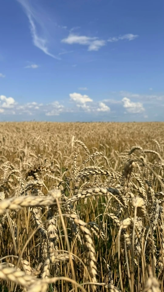 🌾 Уборочная кампания в Дивеевском округе: цифры и темпы.