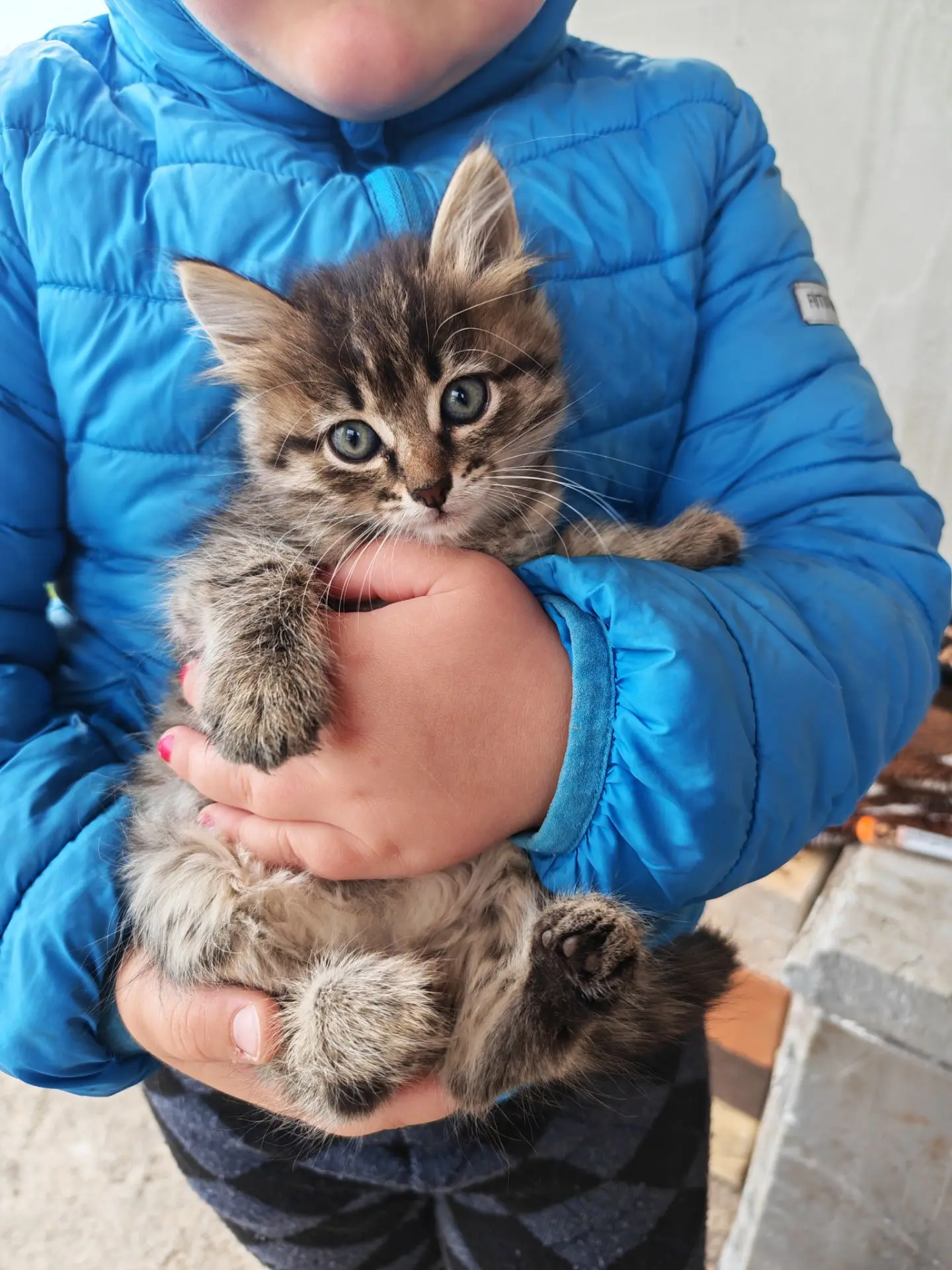 Отдам котят в добрые руки. По всем вопросам обращайтесь по номеру 89373451770