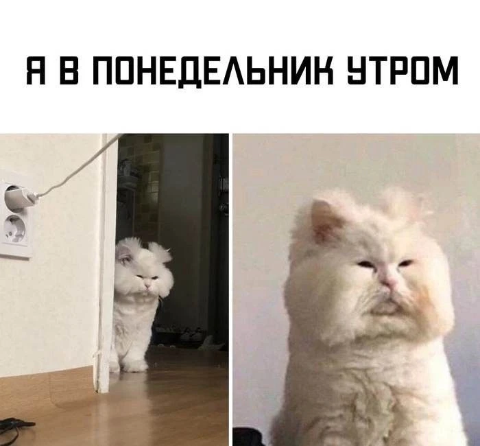 После длинных выходных идти на работу в понедельник трудно 🫠

А как у вас? 

👎 - еще сплю  
🔥 - я