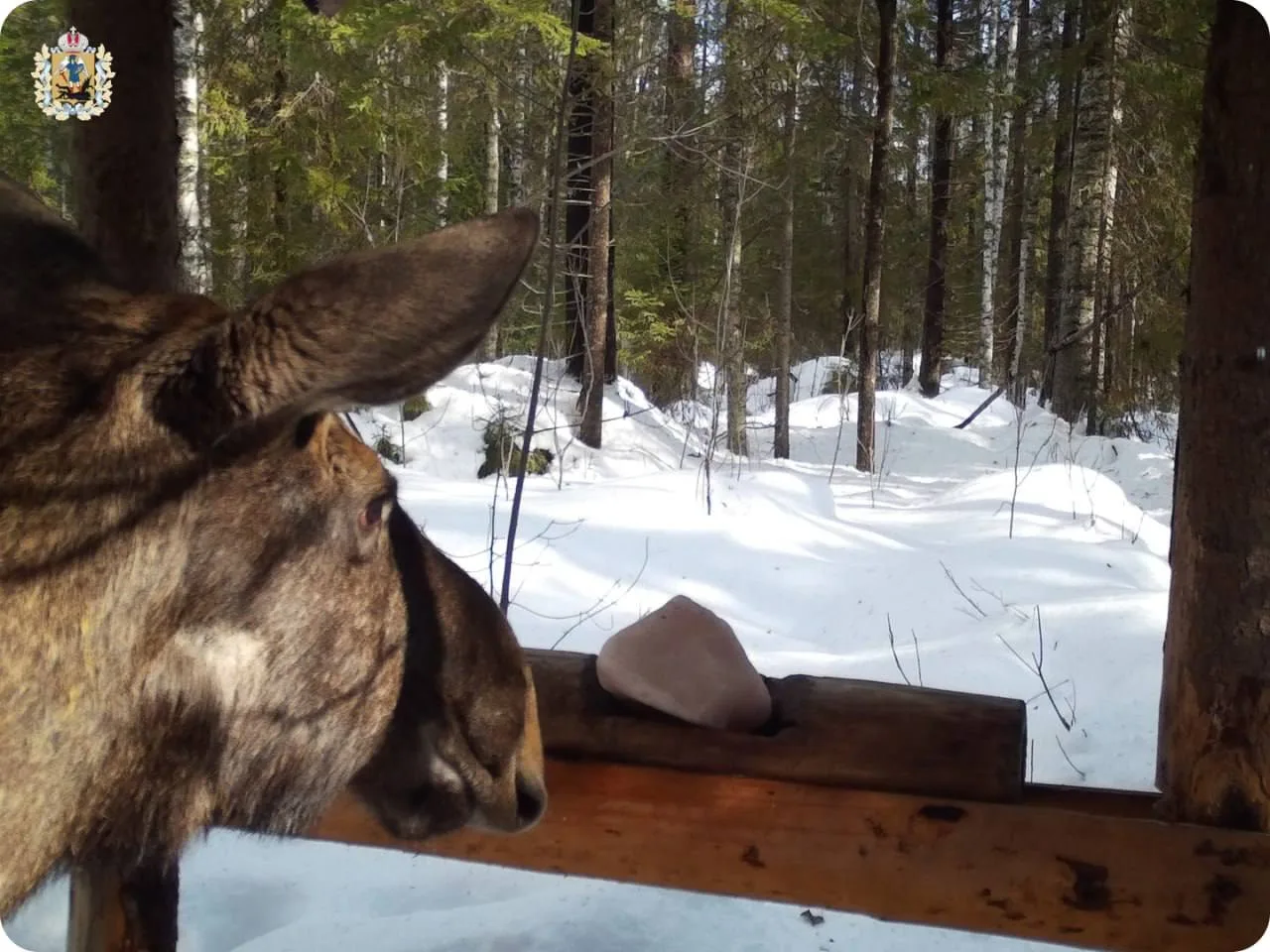 В Поморье изучают животных с помощью фотоловушек.  С наступлением весны специалисты продолжают анали