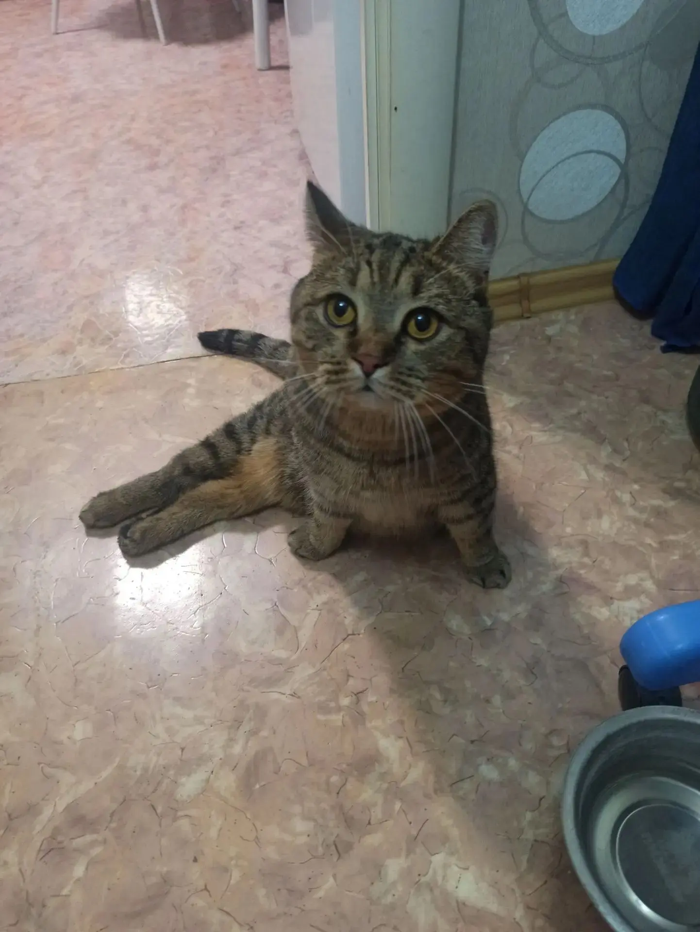 🐱 Друзья, давайте сделаем жизнь Степана ещё вкуснее!