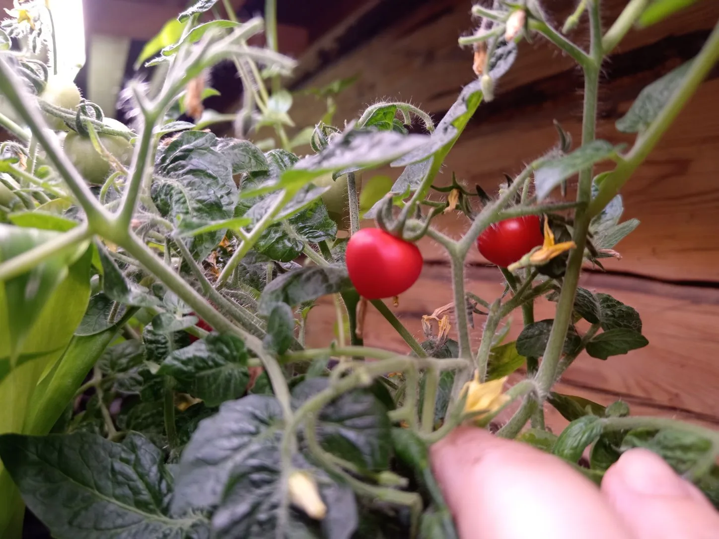 Ну а если быть совсем честной, то спелые томаты у меня уже есть🍅 Низкорослые томаты растут в горшке