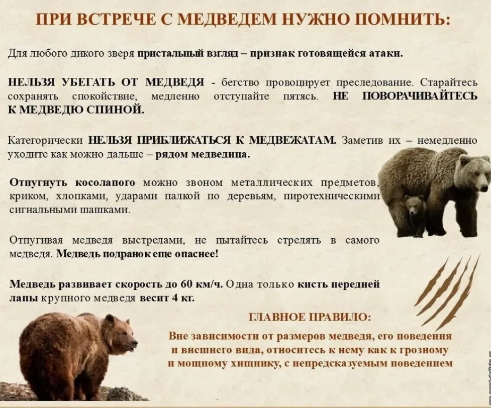 ⚠️ Встреча с медведем: что делать?