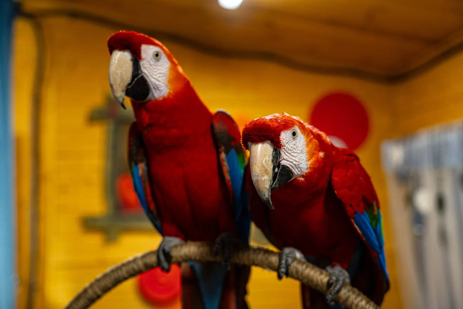 Друзья, у нас отличные новости!

🦜Челси и Фараон — самые артистичные попугаи на свете — снова в Зоо