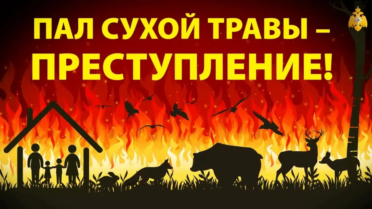 🔥 Сухая трава — не мусор: почему нельзя поджигать прошлогоднюю траву и чем это грозит?
